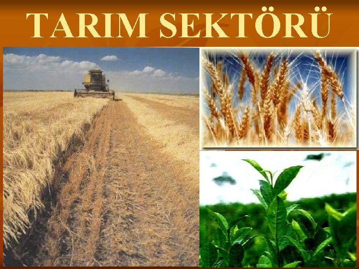 TARIM SEKTÖRÜ 