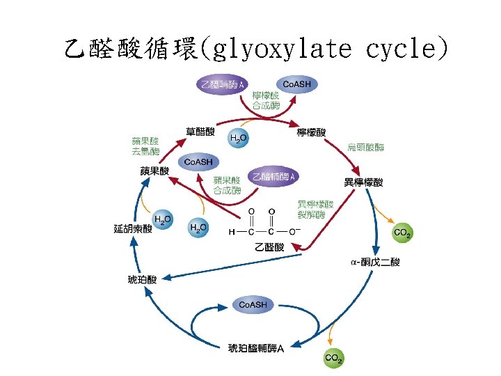 乙醛酸循環(glyoxylate cycle) 