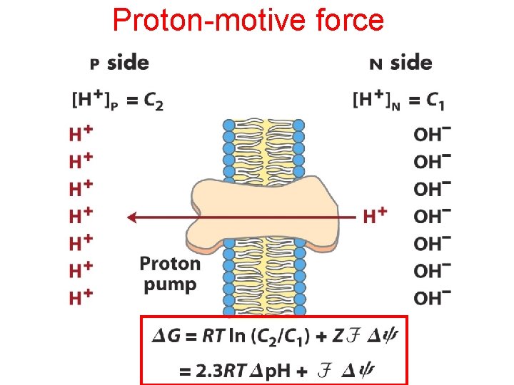 Proton-motive force 