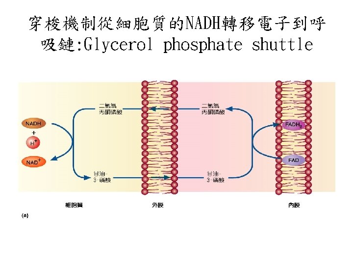 穿梭機制從細胞質的NADH轉移電子到呼 吸鏈: Glycerol phosphate shuttle 