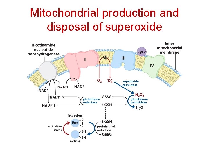 Mitochondrial production and disposal of superoxide 