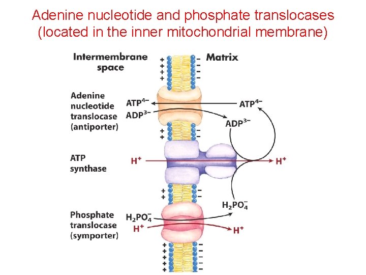 Adenine nucleotide and phosphate translocases (located in the inner mitochondrial membrane) 