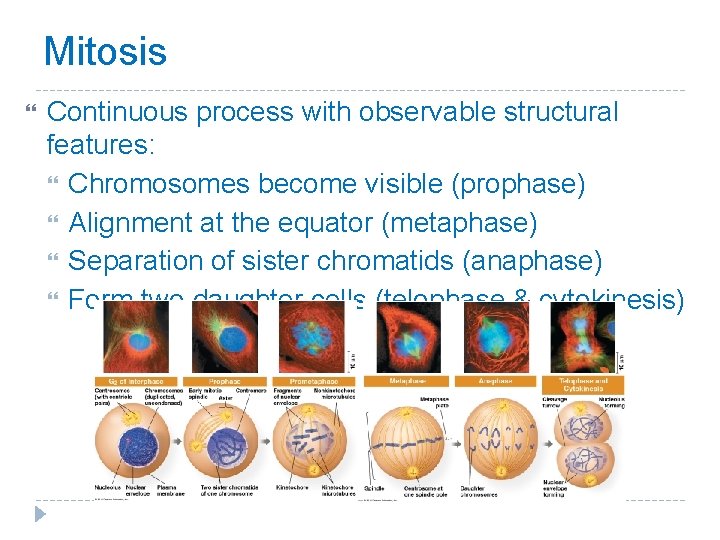 Mitosis Continuous process with observable structural features: Chromosomes become visible (prophase) Alignment at the Mitosis Continuous process with observable structural features: Chromosomes become visible (prophase) Alignment at the
