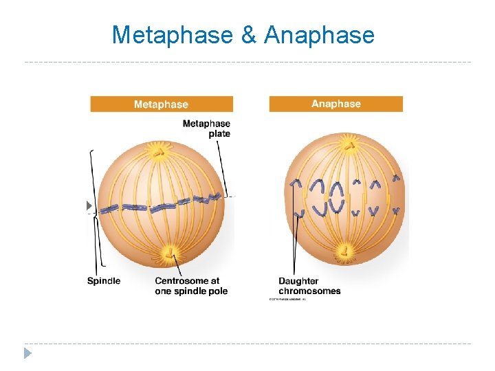 Metaphase & Anaphase Metaphase & Anaphase