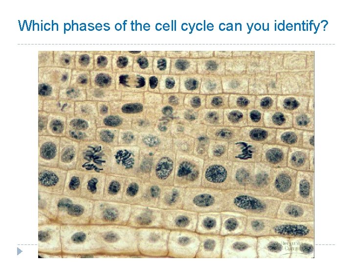 Which phases of the cell cycle can you identify? Which phases of the cell cycle can you identify?