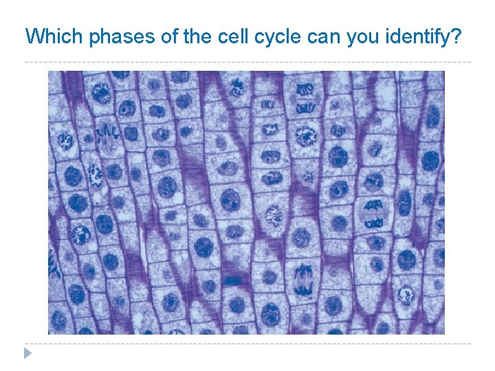 Which phases of the cell cycle can you identify? Which phases of the cell cycle can you identify?