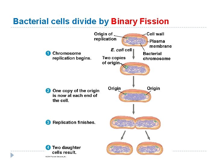 Bacterial cells divide by Binary Fission Bacterial cells divide by Binary Fission