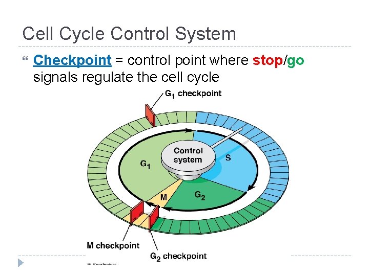 Cell Cycle Control System Checkpoint = control point where stop/go signals regulate the cell Cell Cycle Control System Checkpoint = control point where stop/go signals regulate the cell