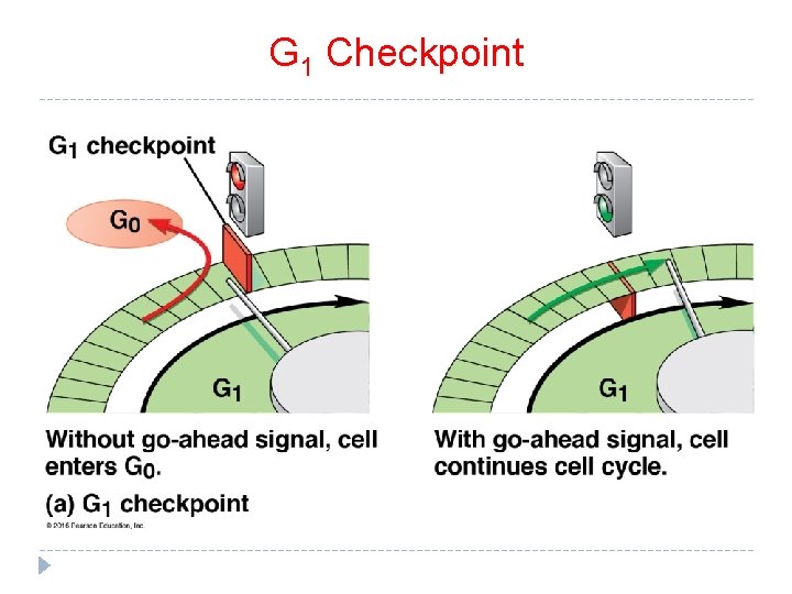 G 1 Checkpoint G 1 Checkpoint