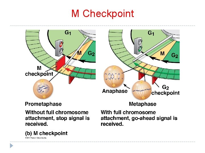 M Checkpoint M Checkpoint