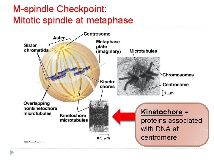 M-spindle Checkpoint: Mitotic spindle at metaphase Kinetochore = proteins associated with DNA at centromere M-spindle Checkpoint: Mitotic spindle at metaphase Kinetochore = proteins associated with DNA at centromere