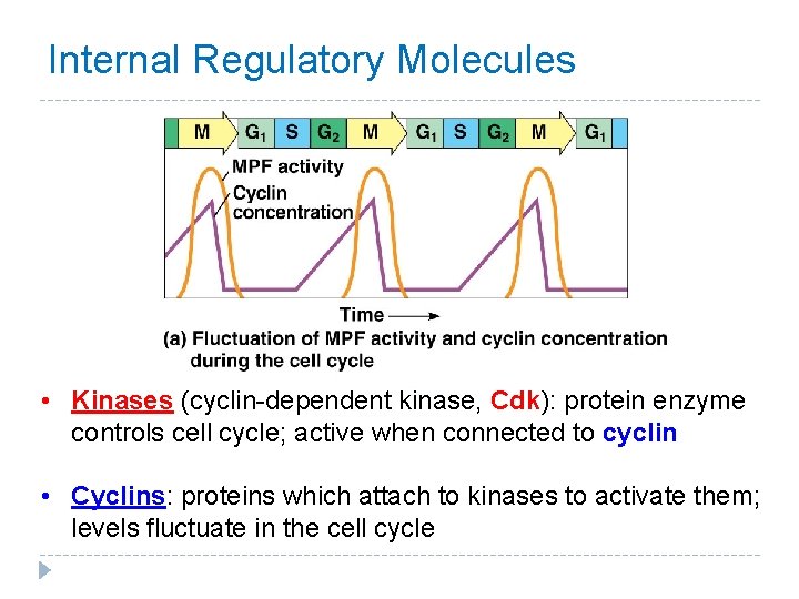 Internal Regulatory Molecules • Kinases (cyclin-dependent kinase, Cdk): protein enzyme controls cell cycle; active Internal Regulatory Molecules • Kinases (cyclin-dependent kinase, Cdk): protein enzyme controls cell cycle; active