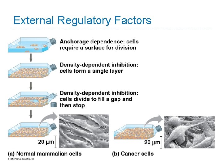 External Regulatory Factors External Regulatory Factors