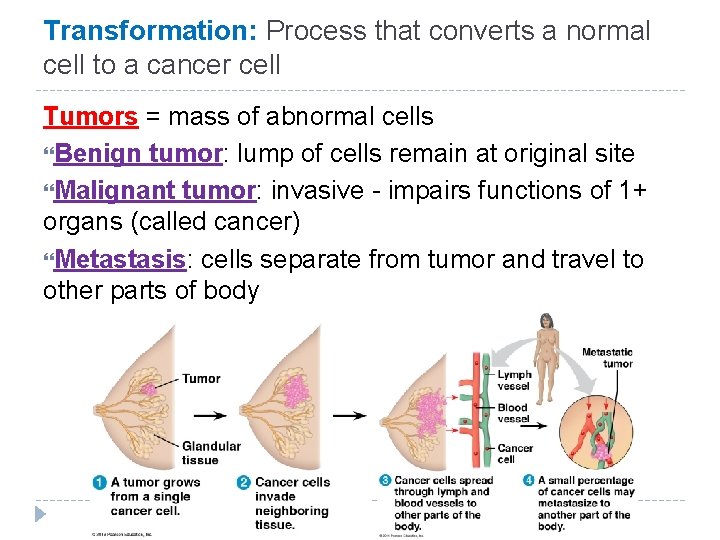 Transformation: Process that converts a normal cell to a cancer cell Tumors = mass Transformation: Process that converts a normal cell to a cancer cell Tumors = mass