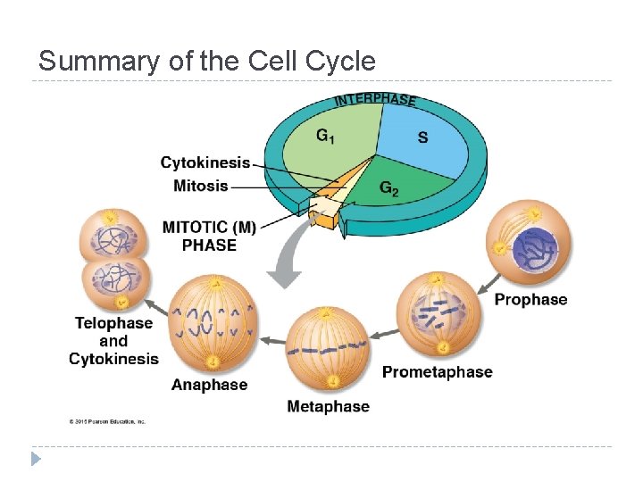 Summary of the Cell Cycle Summary of the Cell Cycle