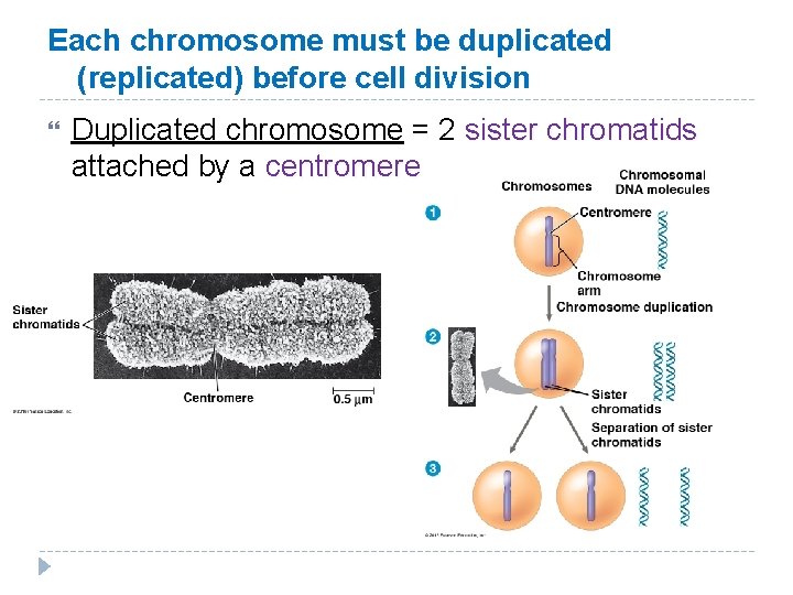 Each chromosome must be duplicated (replicated) before cell division Duplicated chromosome = 2 sister Each chromosome must be duplicated (replicated) before cell division Duplicated chromosome = 2 sister