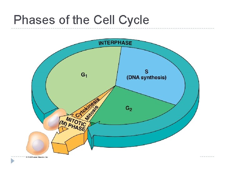 Phases of the Cell Cycle Phases of the Cell Cycle