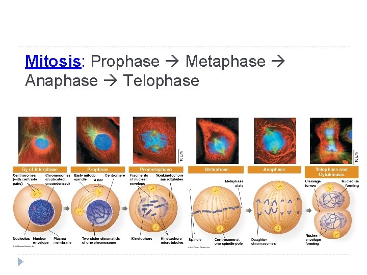 Mitosis: Prophase Metaphase Anaphase Telophase Mitosis: Prophase Metaphase Anaphase Telophase