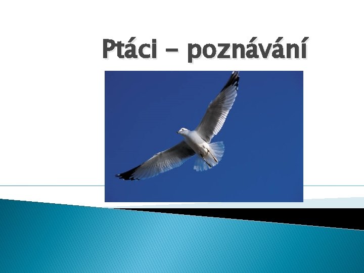 Ptáci - poznávání 