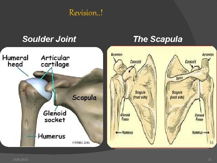 Revision. . ! Soulder Joint 28/01/2013 The Scapula 12 