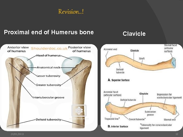 Revision. . ! Proximal end of Humerus bone 28/01/2013 Clavicle 13 