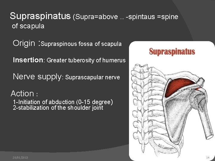 Supraspinatus (Supra=above. . -spintaus =spine of scapula Origin : Supraspinous fossa of scapula Insertion: