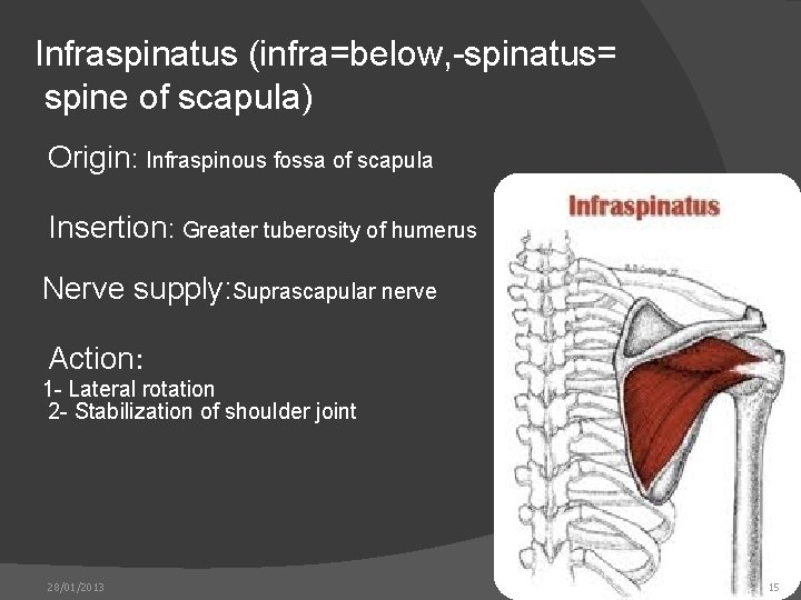 Infraspinatus (infra=below, -spinatus= spine of scapula) Origin: Infraspinous fossa of scapula Insertion: Greater tuberosity