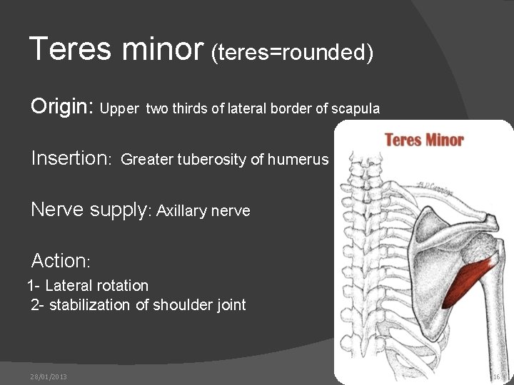 Teres minor (teres=rounded) Origin: Upper two thirds of lateral border of scapula Insertion: Greater