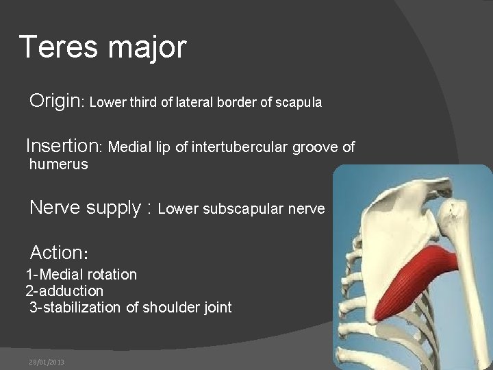 Teres major Origin: Lower third of lateral border of scapula Insertion: Medial lip of
