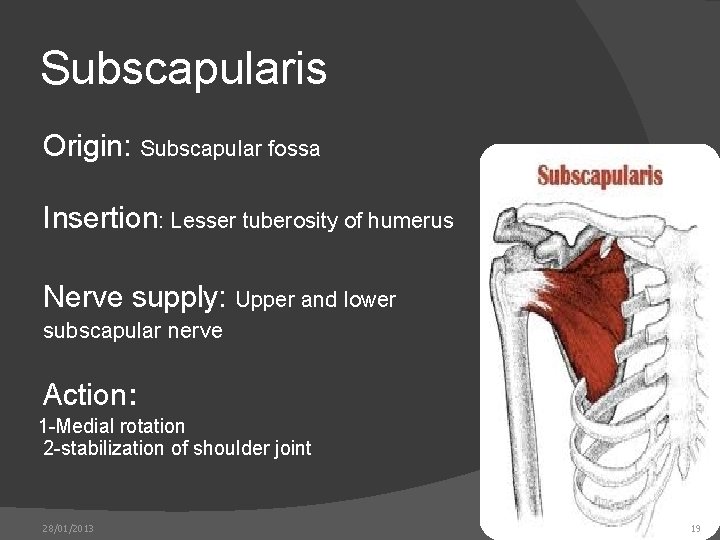 Subscapularis Origin: Subscapular fossa Insertion: Lesser tuberosity of humerus Nerve supply: Upper and lower