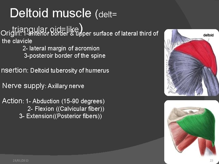 Deltoid muscle (delt= triangular, oid=like ) Origin : 1 -anterior border & upper surface