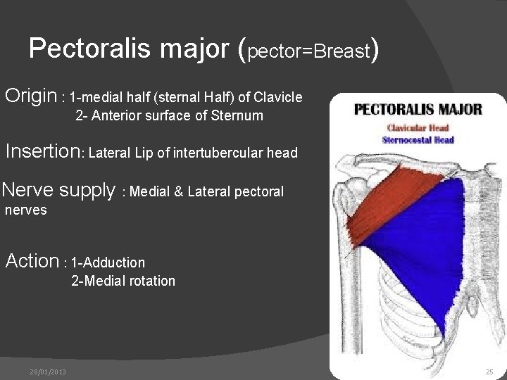 Pectoralis major (pector=Breast) Origin : 1 -medial half (sternal Half) of Clavicle 2 -