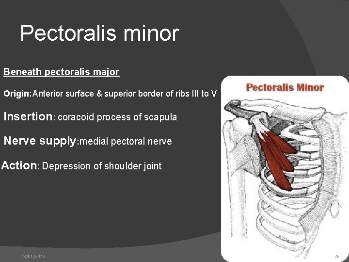 Pectoralis minor Beneath pectoralis major Origin: Anterior surface & superior border of ribs III