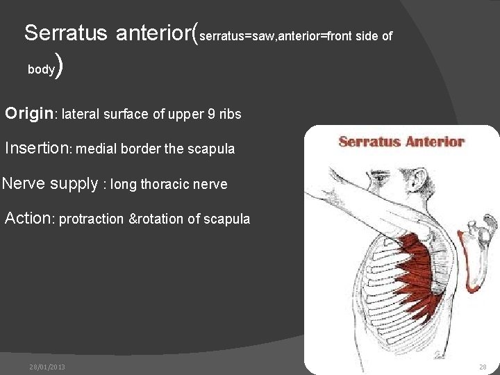 Serratus anterior(serratus=saw, anterior=front side of body ) Origin: lateral surface of upper 9 ribs