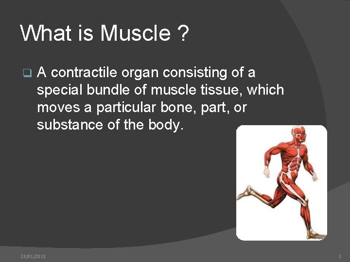 What is Muscle ? q A contractile organ consisting of a special bundle of