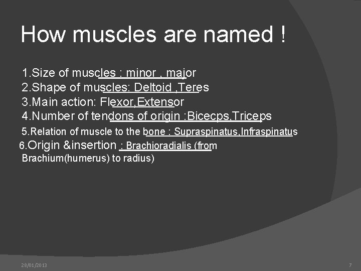 How muscles are named ! 1. Size of muscles : minor , major 2.