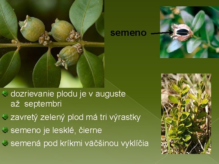semeno dozrievanie plodu je v auguste až septembri zavretý zelený plod má tri výrastky