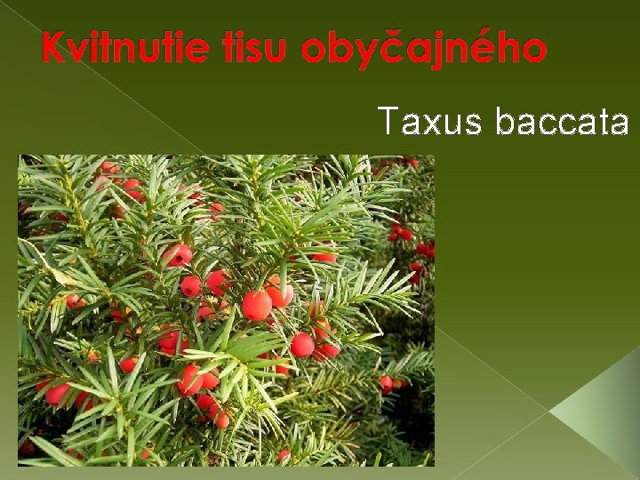 Taxus baccata 