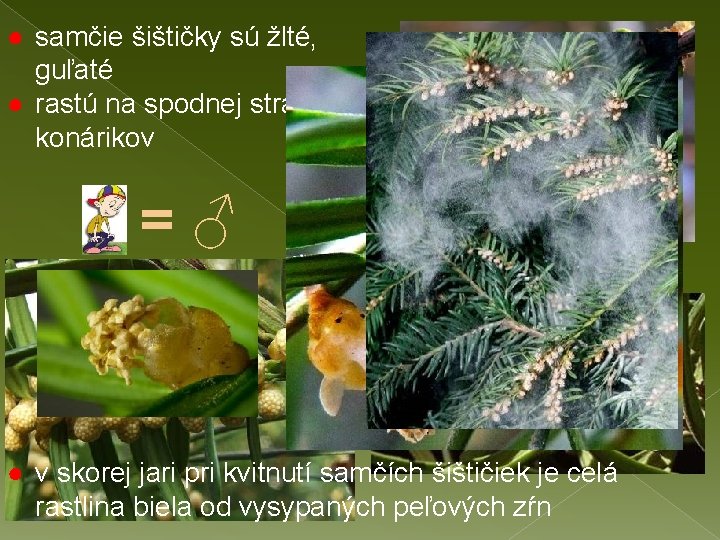 ● samčie šištičky sú žlté, guľaté ● rastú na spodnej strane konárikov =♂ ●