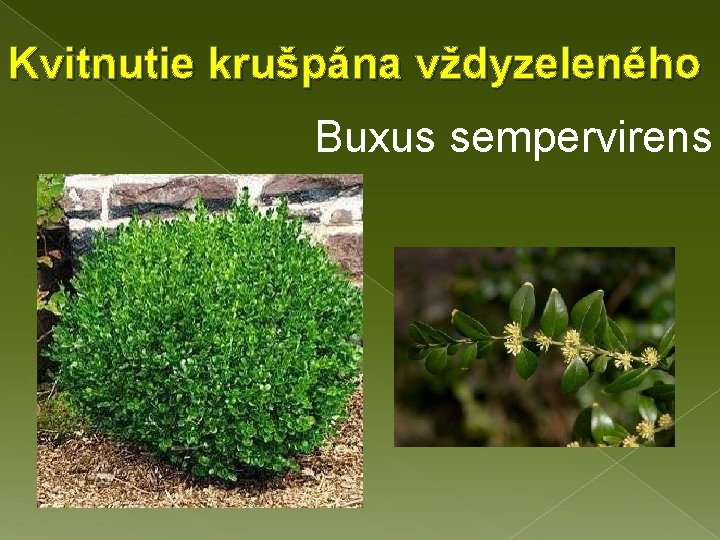 Kvitnutie krušpána vždyzeleného Buxus sempervirens 