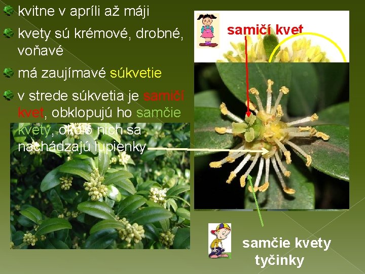 kvitne v apríli až máji kvety sú krémové, drobné, ♀ samičí kvet voňavé má