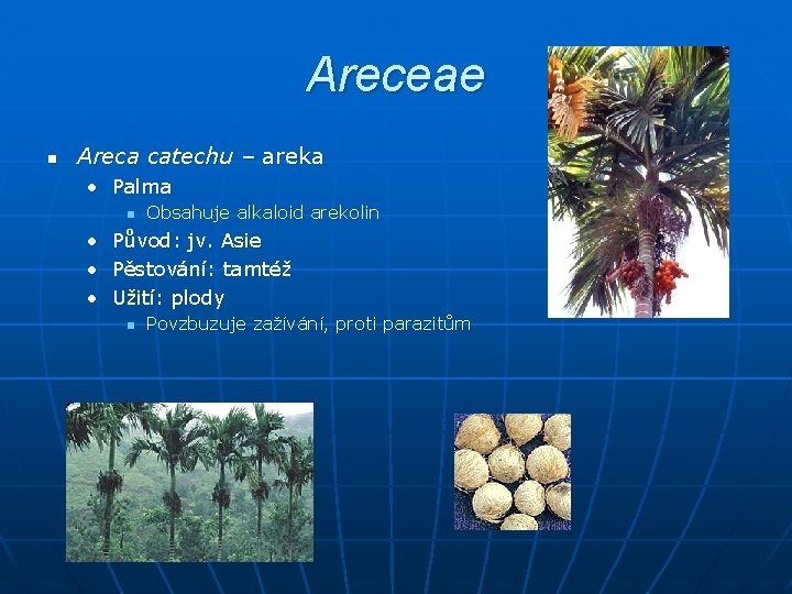 Areceae n Areca catechu – areka • Palma n Obsahuje alkaloid arekolin • Původ: