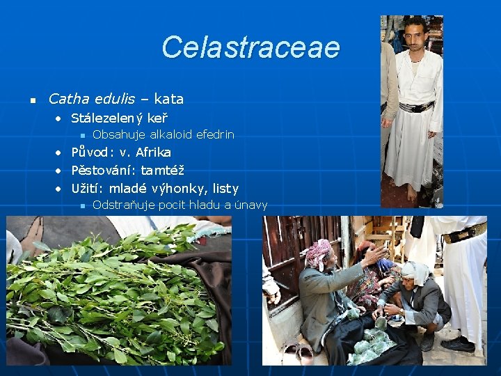 Celastraceae n Catha edulis – kata • Stálezelený keř n Obsahuje alkaloid efedrin •