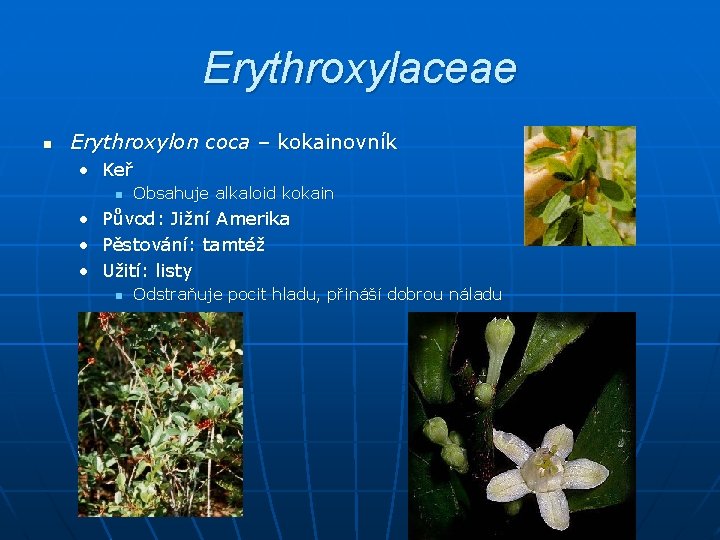 Erythroxylaceae n Erythroxylon coca – kokainovník • Keř n Obsahuje alkaloid kokain • Původ: