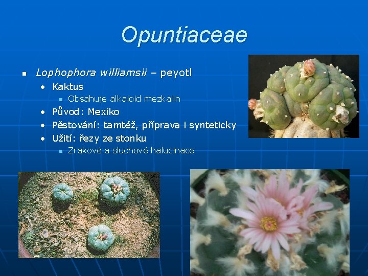 Opuntiaceae n Lophophora williamsii – peyotl • Kaktus n Obsahuje alkaloid mezkalin • Původ: