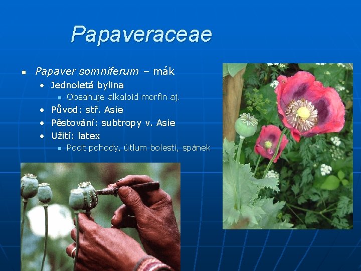Papaveraceae n Papaver somniferum – mák • Jednoletá bylina n Obsahuje alkaloid morfin aj.