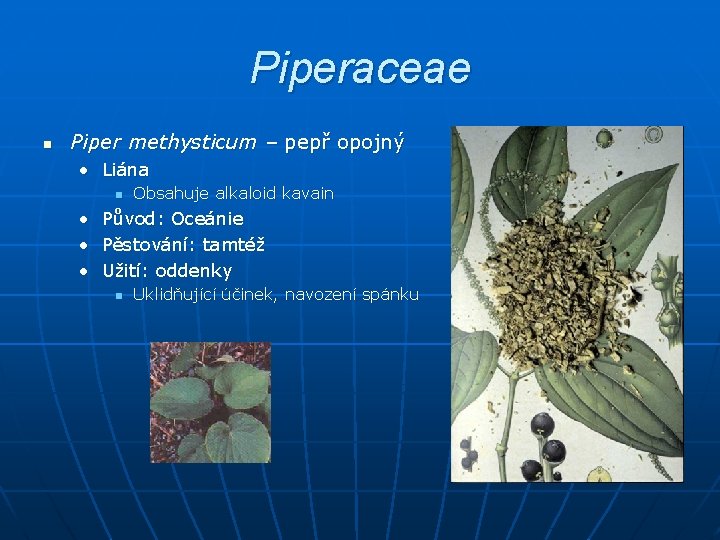 Piperaceae n Piper methysticum – pepř opojný • Liána n Obsahuje alkaloid kavain •