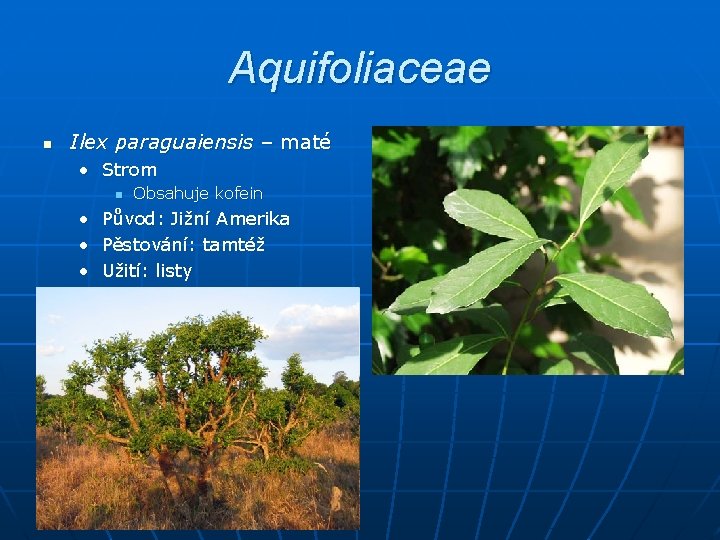 Aquifoliaceae n Ilex paraguaiensis – maté • Strom n Obsahuje kofein • Původ: Jižní