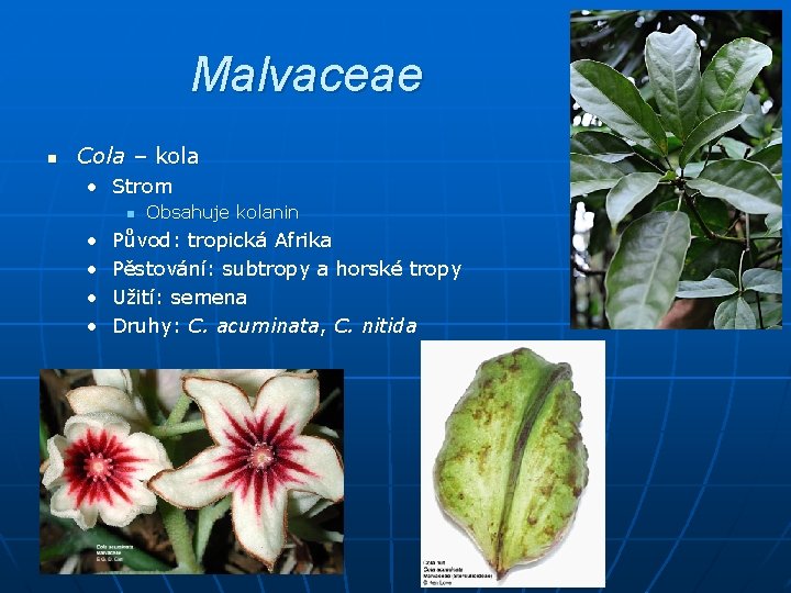 Malvaceae n Cola – kola • Strom n • • Obsahuje kolanin Původ: tropická