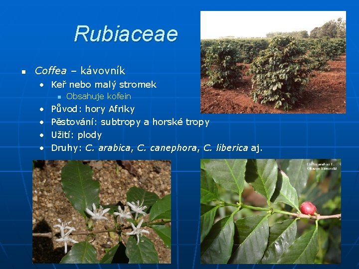 Rubiaceae n Coffea – kávovník • Keř nebo malý stromek n • • Obsahuje